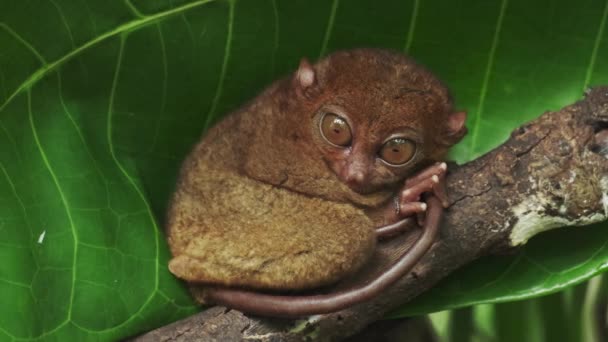 필리핀에서 나무에 Tarsius Syrichta 원숭이 — 비디오