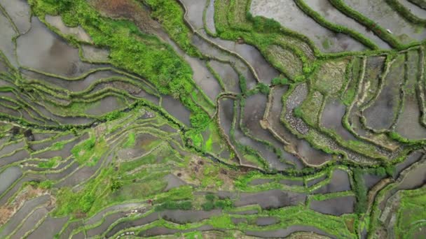 Bovenaanzicht Vanuit Lucht Van Het Pittoreske Batad Rice Terraces Provincie — Stockvideo