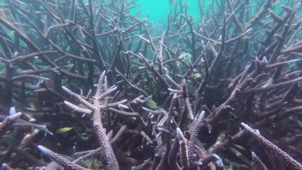 フィリピン島のシュノーケリング 4Kの熱帯海水中のカラフルなサンゴ礁と魚 — ストック動画