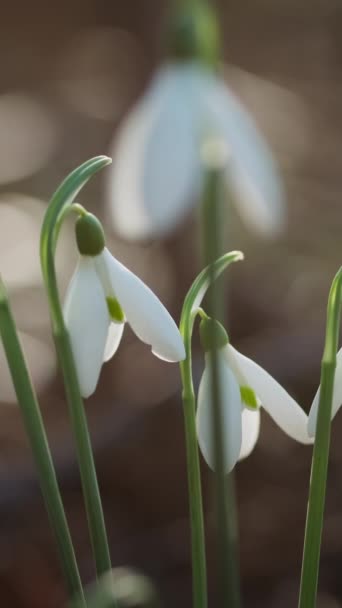 Primeras Hermosas Gotas Nieve Bosque Primavera Galanthus Nivalis Floreciendo Vídeo — Vídeo de stock