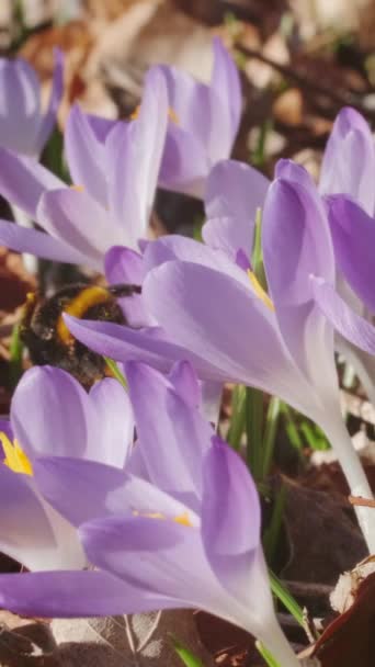 Wiosenny Widok Fioletowe Krokusy Trzmiel Miękkie Selektywne Skupienie Kwitnących Kwiatów — Wideo stockowe