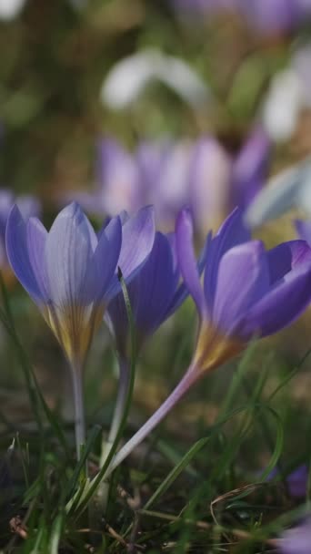 Vista Cerca Primavera Cocodrilos Violetas Enfoque Selectivo Suave Flores Azafrán — Vídeos de Stock