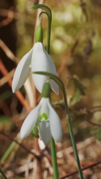 Első Gyönyörű Hóvirág Tavaszi Erdőben Galanthus Nivalis Virágzik Függőleges Videó — Stock videók