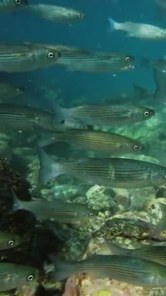 Escola Peixes Tainha Subaquática Mar Mediterrâneo Vídeo Vertical — Vídeo de Stock