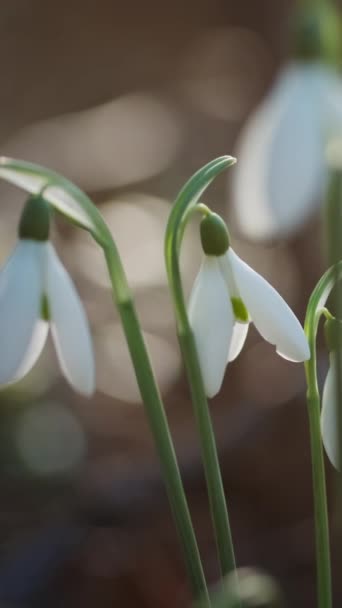 Premières Belles Chutes Neige Dans Forêt Printanière Galanthus Nivalis Fleurit — Video