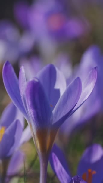Wiosenny Widok Fioletowe Krokusy Miękkie Selektywne Skupienie Kwitnących Kwiatów Krokusa — Wideo stockowe