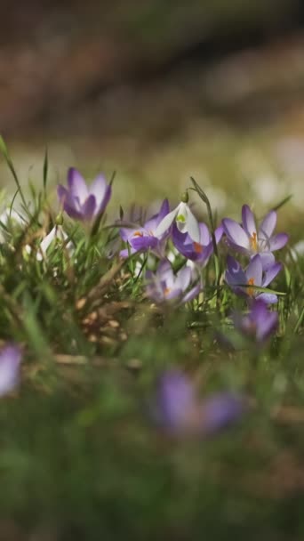 Wiosenny Widok Łąkę Fioletowymi Krokusami Miękkie Selektywne Skupienie Kwitnących Kwiatów — Wideo stockowe