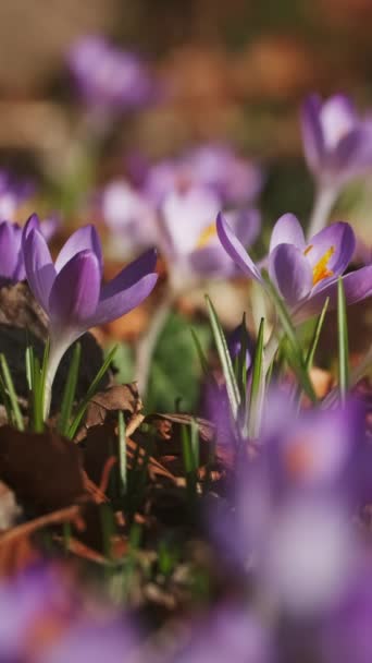 紫外線の春のクローズアップビューが発生します 花茎の花を柔らかく選択的に咲かせます 垂直ビデオ — ストック動画