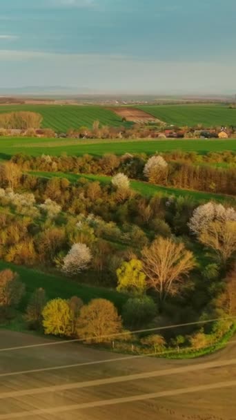 Légi Kilátás Csodálatos Zöld Hullámos Dombok Mezőgazdasági Mezők Este Tavasszal — Stock videók