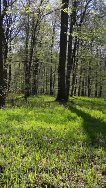 Pohybuje Jarním Lese Stromy Stíny Sluncem Zelené Dřevo Svislé Video — Stock video
