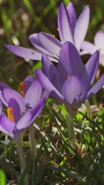 Vista Cerca Primavera Cocodrilos Violetas Enfoque Selectivo Suave Flores Azafrán — Vídeo de stock
