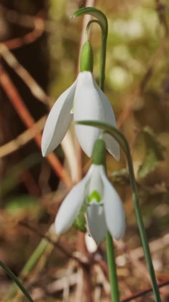Premières Belles Chutes Neige Dans Forêt Printanière Galanthus Nivalis Fleurit — Video