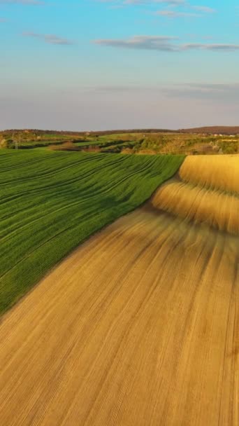 Akşam Vakti Tarımsal Tarlaları Olan Muhteşem Yeşil Dalgalı Tepelerin Havadan — Stok video