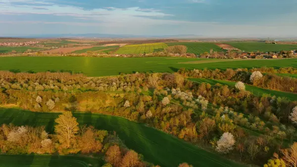 Luchtfoto Van Verbazingwekkende Groene Golvende Heuvels Met Landbouwvelden Het Voorjaar Stockfoto