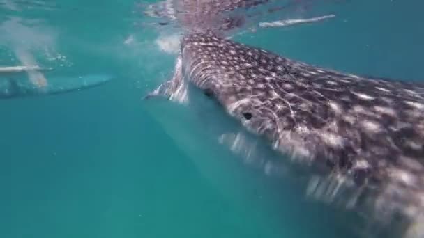 Whale Sharks Eating Sea Huge Oceanic Animal Underwater — Stock Video