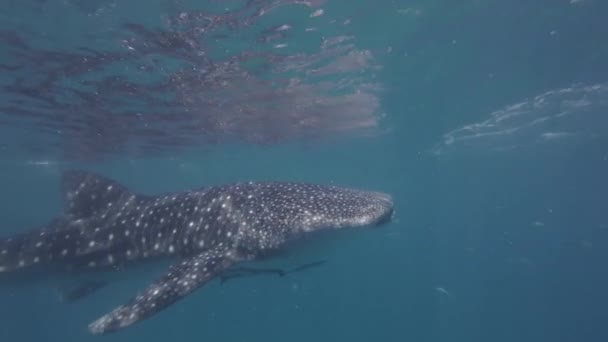 Китовые Акулы Едят Море Огромное Океаническое Животное Водой Замедленная Съемка — стоковое видео