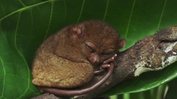 Тарсьє Мавпа Тарсія Сіріхта Дереві Природному Середовищі Джунглів Філіппіни Острів — стокове відео