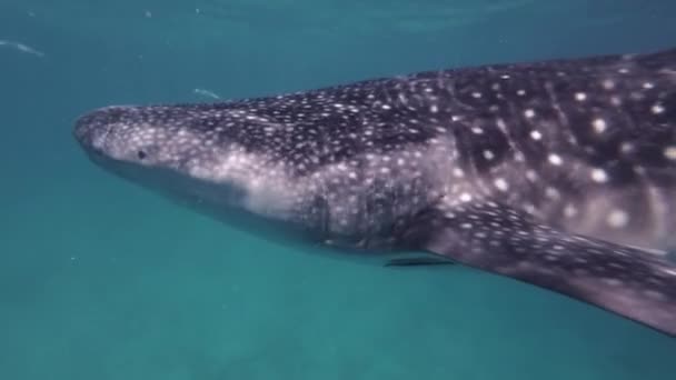 Whale Sharks Eating Sea Huge Oceanic Animal Underwater Slow Motion — Stock Video