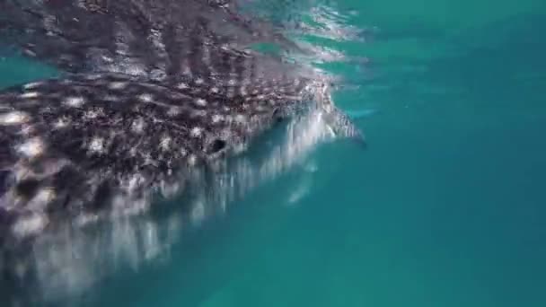 Китовые Акулы Едят Море Огромное Океаническое Животное Водой — стоковое видео
