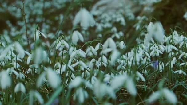 Premières Belles Chutes Neige Dans Forêt Printanière Galanthus Nivalis Floraison — Video