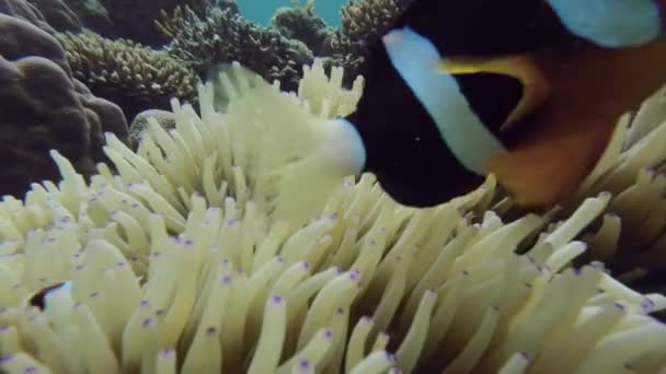 Ryby Rodzicielskie Dziecięce Anemonowe Lub Klownowe Oraz Rafa Koralowa Tropikalnym — Wideo stockowe
