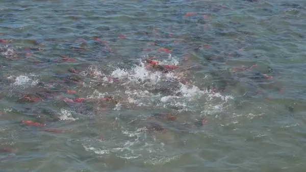 在堪察加河中喷出的香菜鲑鱼 黄连鱼 — 图库照片