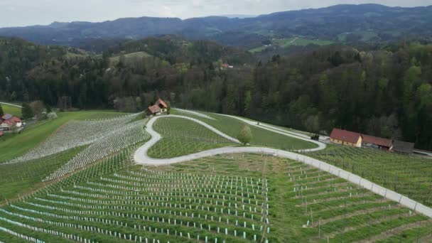 斯洛文尼亚斯派克葡萄园著名的心形公路的空中景观 Maribor附近的一排葡萄园 — 图库视频影像