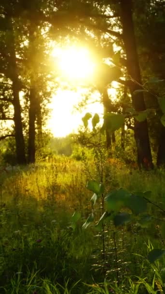 夏日的森林里 夕阳西下 垂直录像 — 图库视频影像