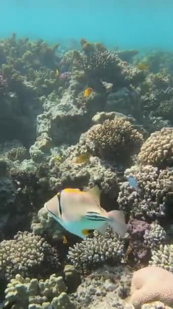 Picasso Triggerfish Rhinecanthus Assasi Mar Vermelho Egito Vídeo Vertical — Vídeo de Stock
