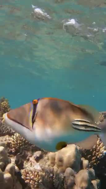 Picasso Triggerfish Rhinecanthus Assasi Mar Vermelho Egito Vídeo Vertical — Vídeo de Stock