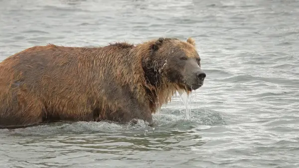 Old Brown Bear Ursus Arctos Mencari Ikan Kamchatka Rusia Stok Foto Bebas Royalti