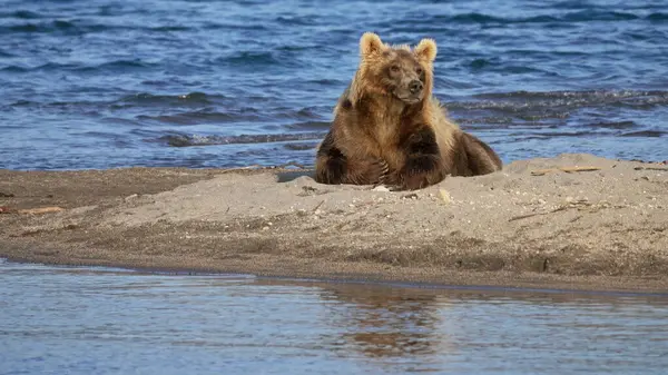 Коричневий Ведмідь Відпочиває Пляжі Камчатка Росія Ліцензійні Стокові Фото