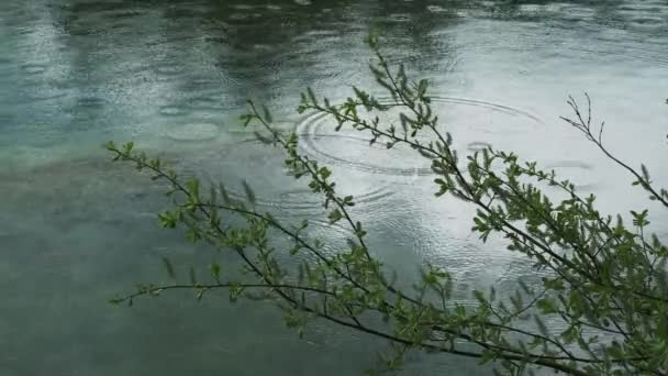 Tetes Hujan Danau Hutan Pohon Dan Dalam Tenang Air Hijau — Stok Video
