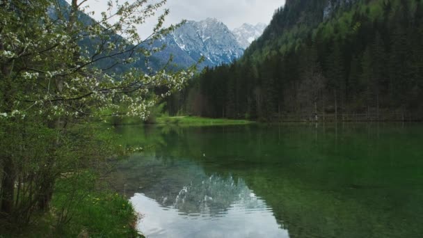 Alpská Jarní Krajina Horským Jezerem Kvetoucím Stromem Plansarské Jezero Zeleným — Stock video