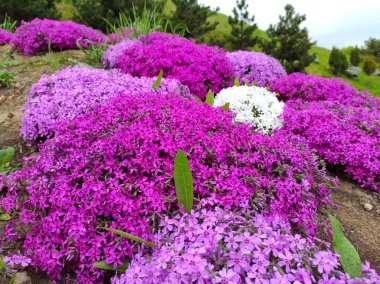 Phlox subulata, the creeping phlox (aka moss phlox, moss pink or mountain phlox), is a species of flowering plant in the family Polemoniaceae, native to eastern and central USA, and widely cultivated