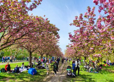 Berlin, Almanya - 13 Nisan 2024: İnsanlar Asahi Kiraz Çiçeği Caddesi 'ndeki güneşli bahar gününün tadını çıkarıyor