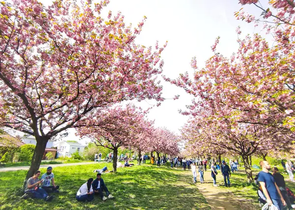 Berlin Tyskland April 2024 Folk Nyter Vårsolfylt Dag Asahi Cherry stockbilde