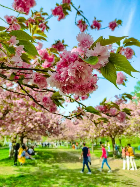 Televizní Asahi Cherry Blossom Avenue Berlíně Německo Nejdelší Třešňová Květinová Royalty Free Stock Fotografie