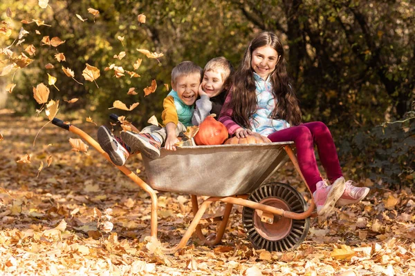 Kinderen Hebben Plezier Kruiwagen Met Pompoenen Dan Thanksgiving Seizoen — Stockfoto