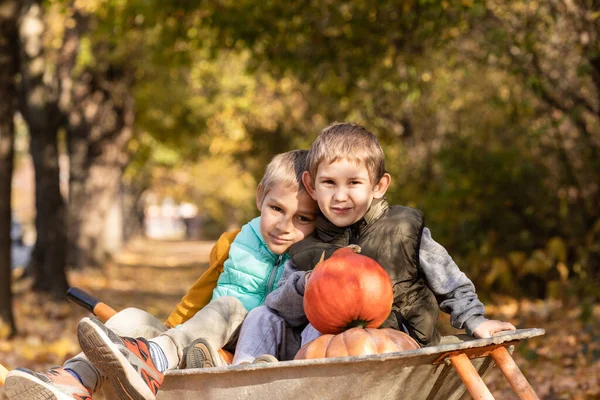 Kids Have Fun Wheelbarrow Pumpkins Thenksgiving Season — ストック写真