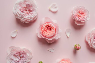 Tasarım için pembe arka planda David Austin gülleri. Tatil kutlaması konsepti. Metin ve üst görünüm için kopyalama alanı olan tebrik kartı