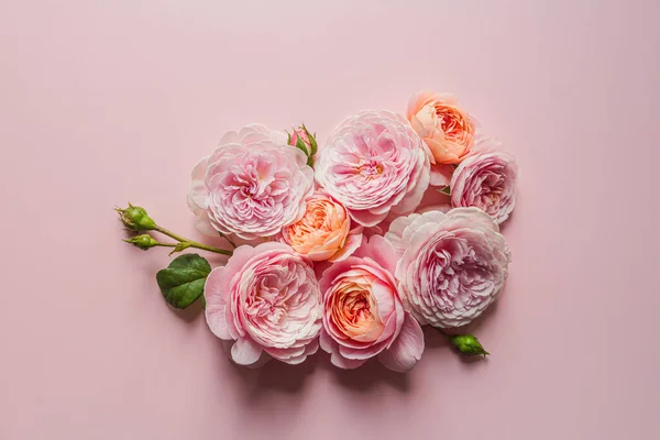 David Austin Róże Różowym Tle Projektowania Koncepcja Świąt Karta Okolicznościowa — Zdjęcie stockowe