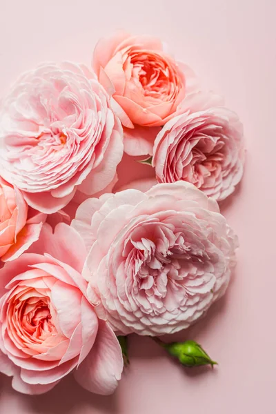 Девід Остін Троянди Рожевому Тлі Дизайну Концепція Святкового Свята Вітальна — стокове фото