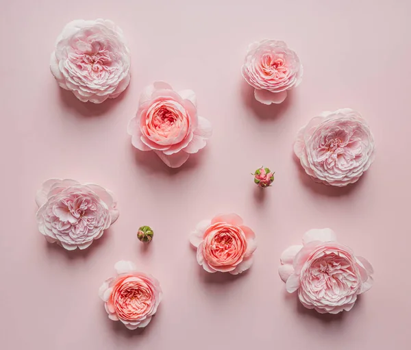 David Austin Róże Różowym Tle Projektowania Koncepcja Świąt Karta Okolicznościowa — Zdjęcie stockowe