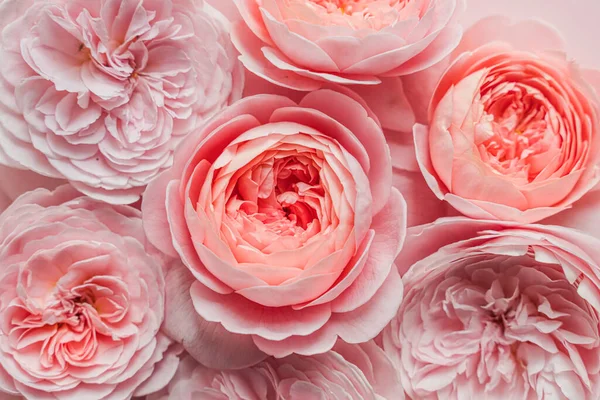 David Austin Roses Sur Fond Rose Pour Design Concept Célébration — Photo