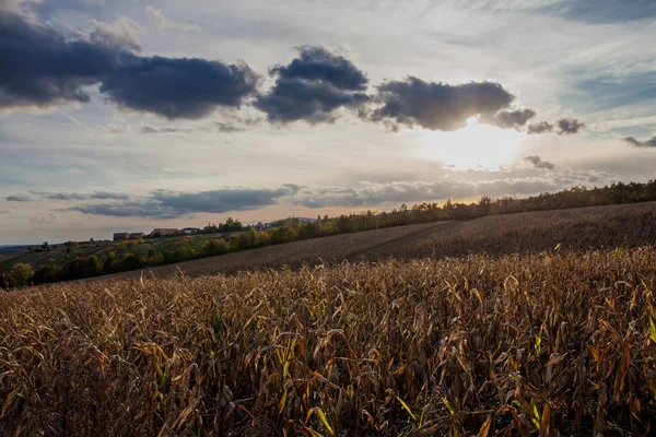 Sommerlandschaft Mit Weizenpflanzen Und Wolken — Stockfoto