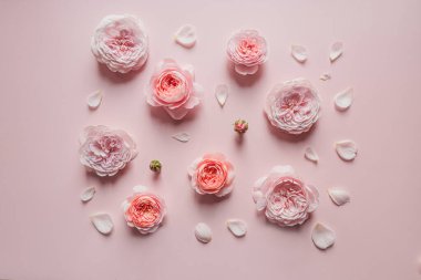 Tasarım için pembe arka planda David Austin gülleri. Tatil kutlaması konsepti. Metin ve üst görünüm için kopyalama alanı olan tebrik kartı