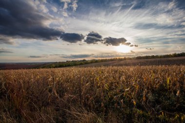 Buğday bitkileri ve bulutlu yaz manzarası