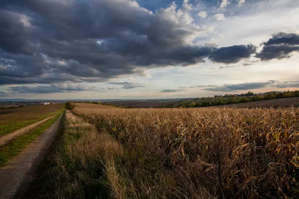 Літній Пейзаж Пшеничними Рослинами Хмарами Стокове Зображення