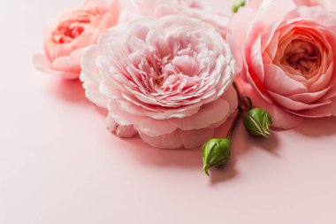 Pembe tatil kavramına güller, fotokopi alanı olan tebrik kartları..